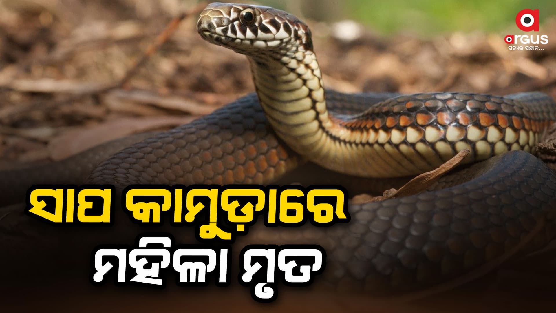 ସାପ କାମୁଡ଼ାରେ ମହିଳା ମୃତ