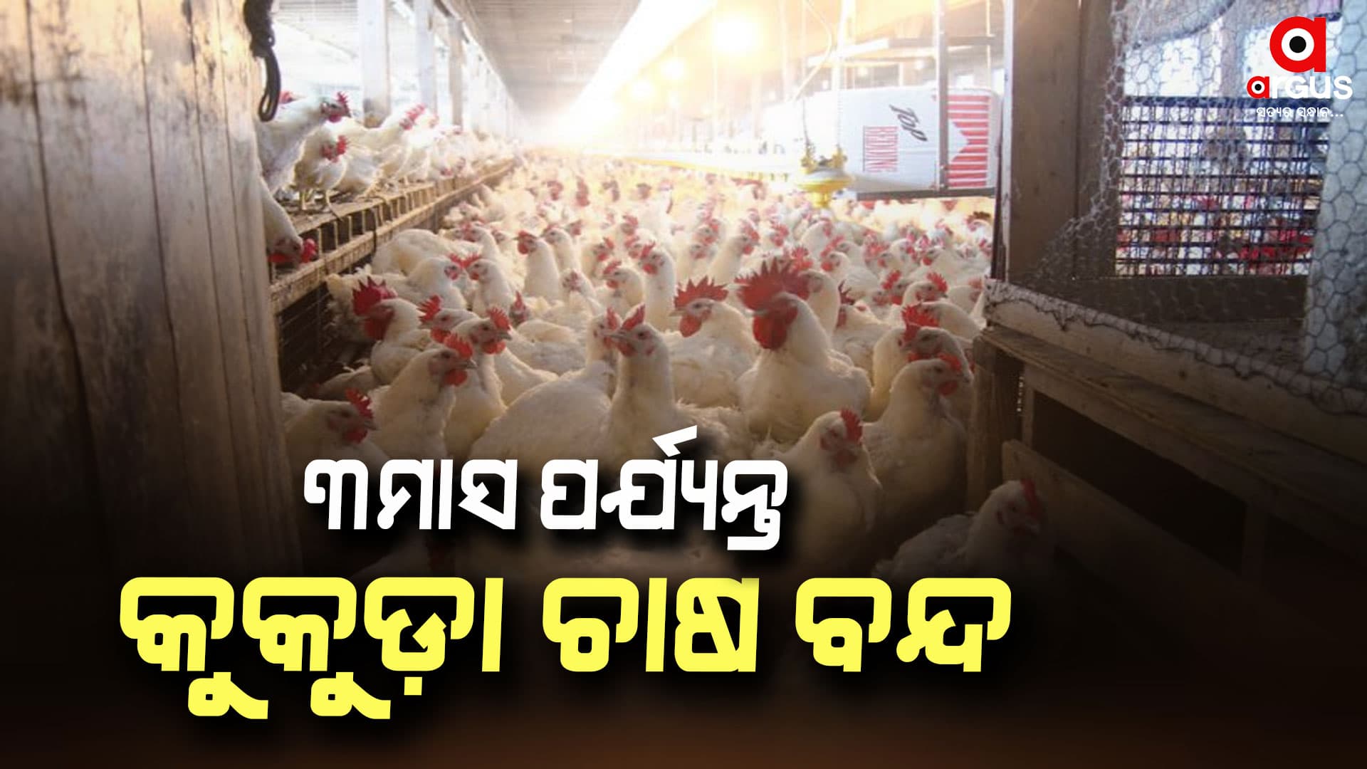 କୁକୁଡ଼ା ଚାଷ ଉପରେ କଟକଣା ଜାରି କଲା ପୁରୀ ପ୍ରଶାସନ