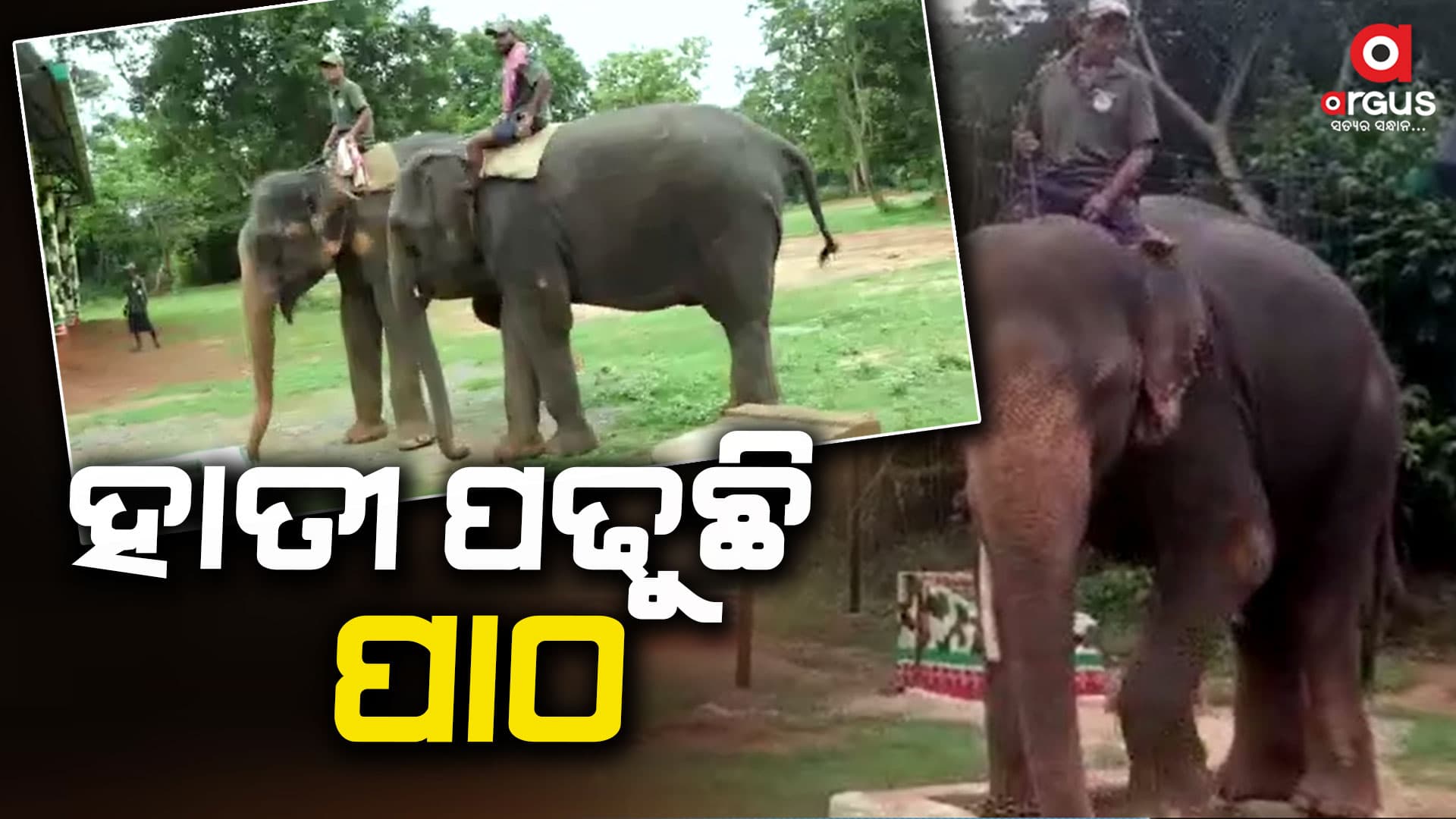 କୁମାରଖୁଣ୍ଟିରେ ଅଛି ହାତୀଙ୍କ ପାଠଶାଳା, ହାତୀ ପଢ଼ୁଛି ପାଠ