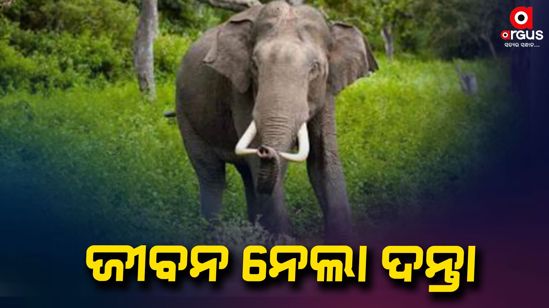 ଶୋଇଥିବା ବେଳେ ଘରୁ ଘୋଷାଡ଼ି ଆଣି ମହିଳାଙ୍କୁ ଦଳିଦେଲା ଦନ୍ତା
