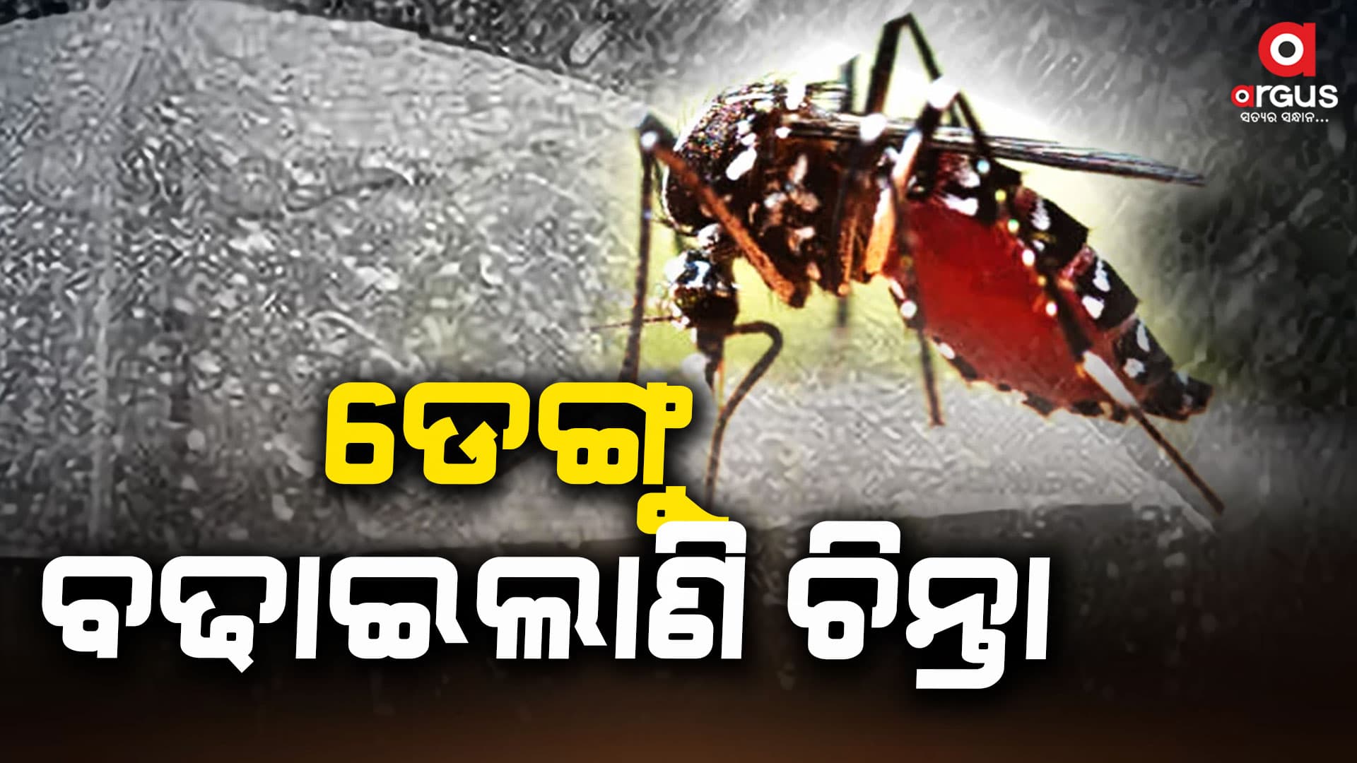 ବର୍ଷା ଆରମ୍ଭରୁ ଚିନ୍ତା ବଢ଼ାଇଲାଣି ଡେଙ୍ଗୁ
