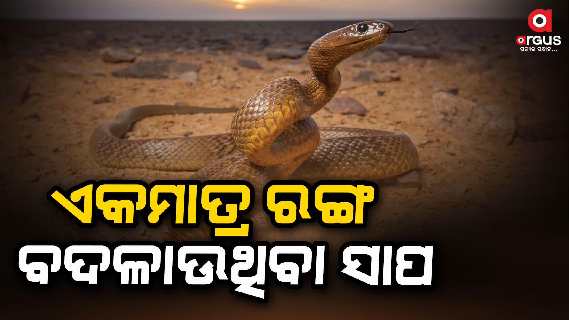 ଦୁନିଆର ଏକମାତ୍ର ସାପ ଯିଏ ରଙ୍ଗ ବଦଳାଏ