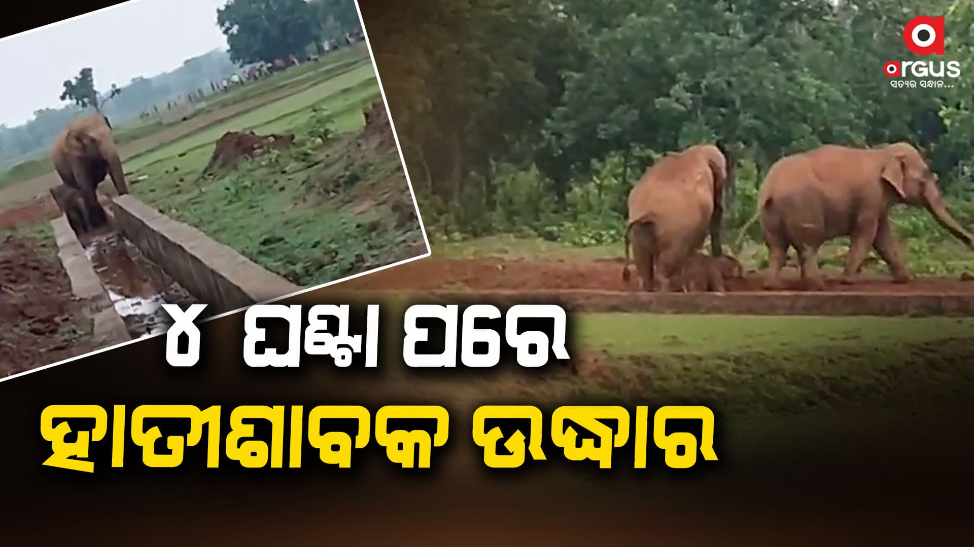 ଦୀର୍ଘ ୪ ଘଣ୍ଟା ପରେ କେନାଲରେ ଖସି ପଡ଼ିଥିବା ହାତୀଶାବକ ଉଦ୍ଧାର