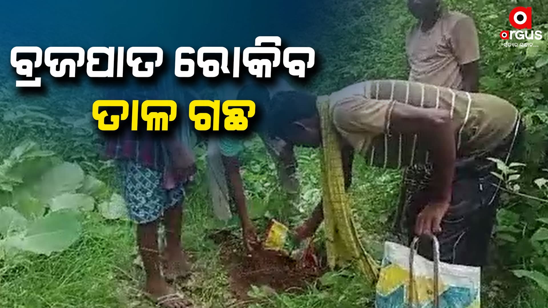 ବ୍ରଜପାତ ରୋକିବ ତାଳ ଗଛ, ଆରମ୍ଭ ହୋଇଛି ସ୍ୱତନ୍ତ୍ର ପ୍ରୟାସ