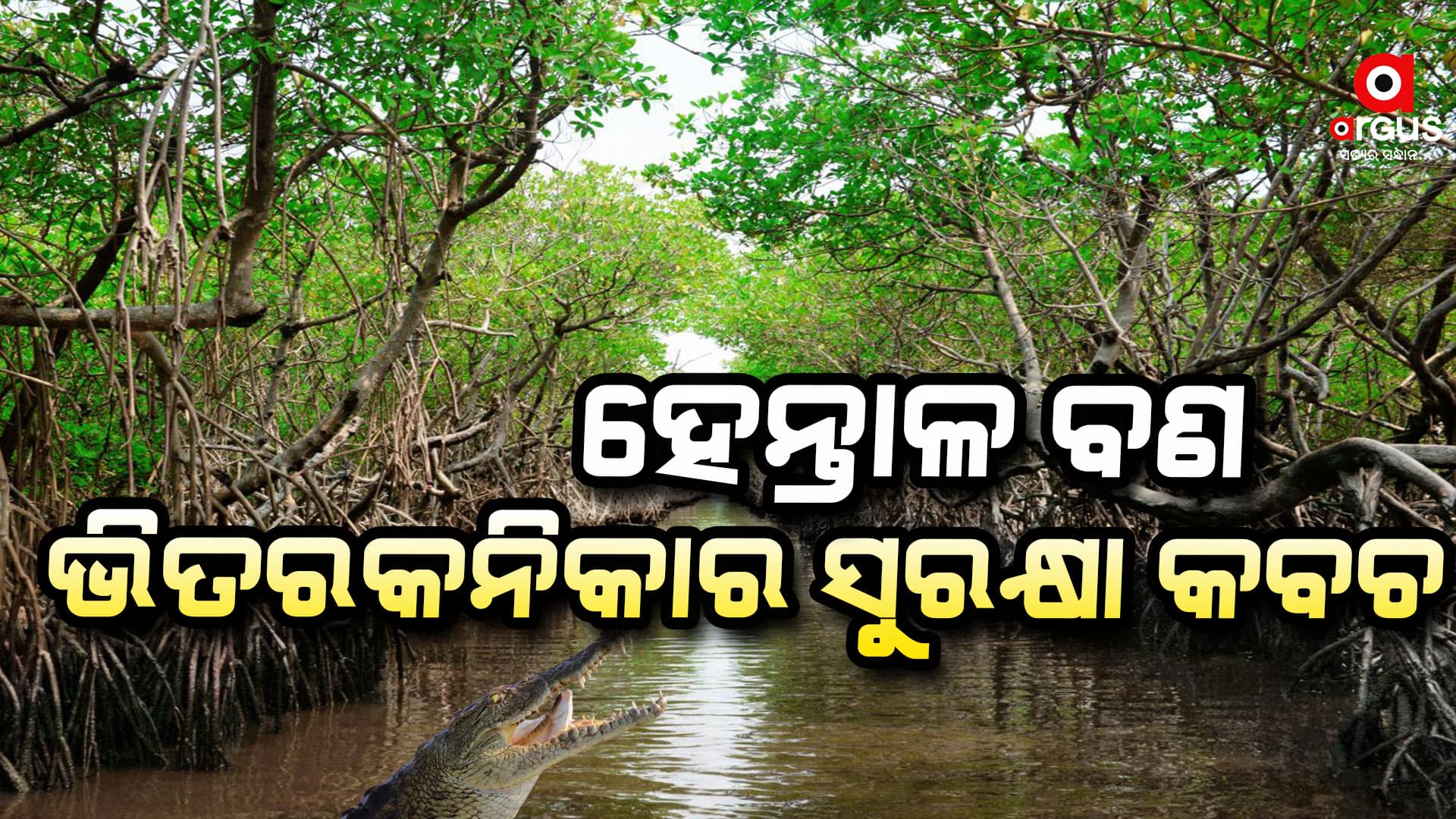 ବାତ୍ୟା `ଦାନା' ଆସୁଥିବା ହେନ୍ତାଳ ବଣକୁ ନେଇ ପୁଣି ଚର୍ଚ୍ଚା