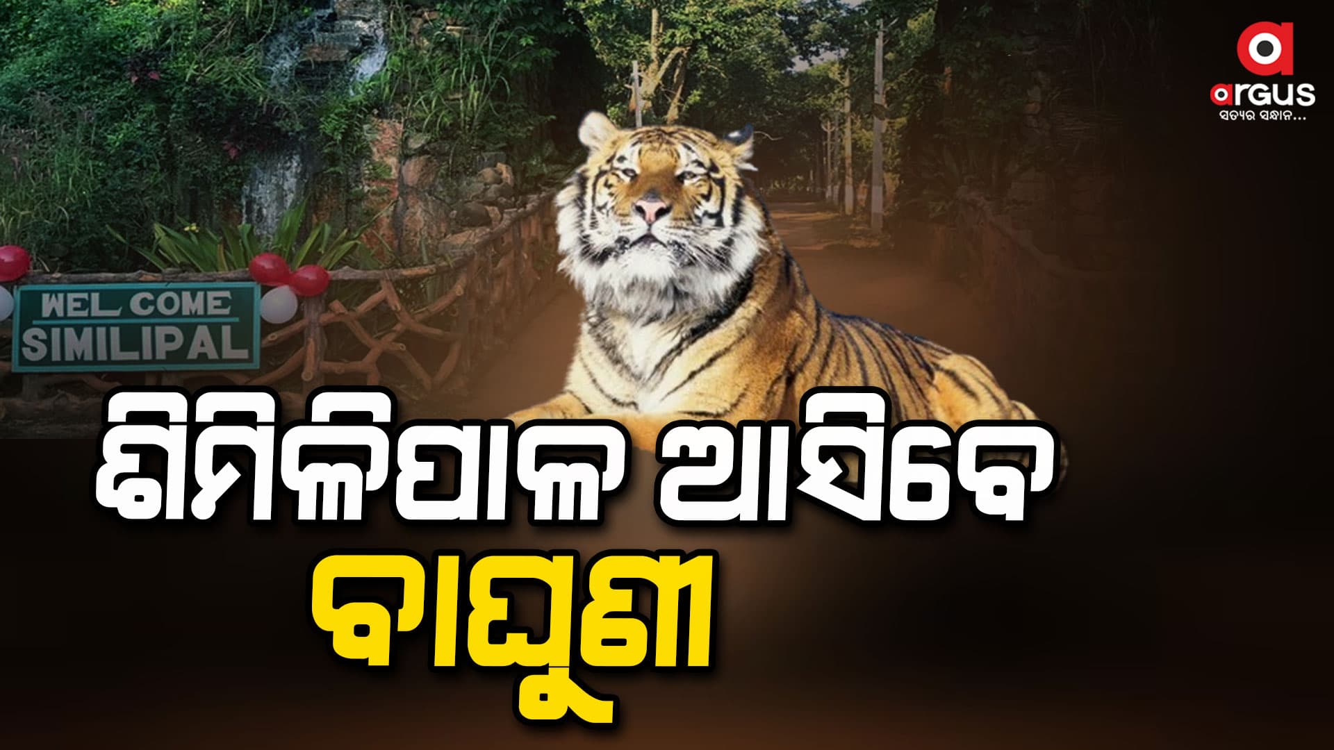 ଶିମିଳିପାଳ ଆସିବେ ଦୁଇ ବାଘୁଣୀ: ଅନୁମତି ଦେଲା ଏନଟିସିଏ