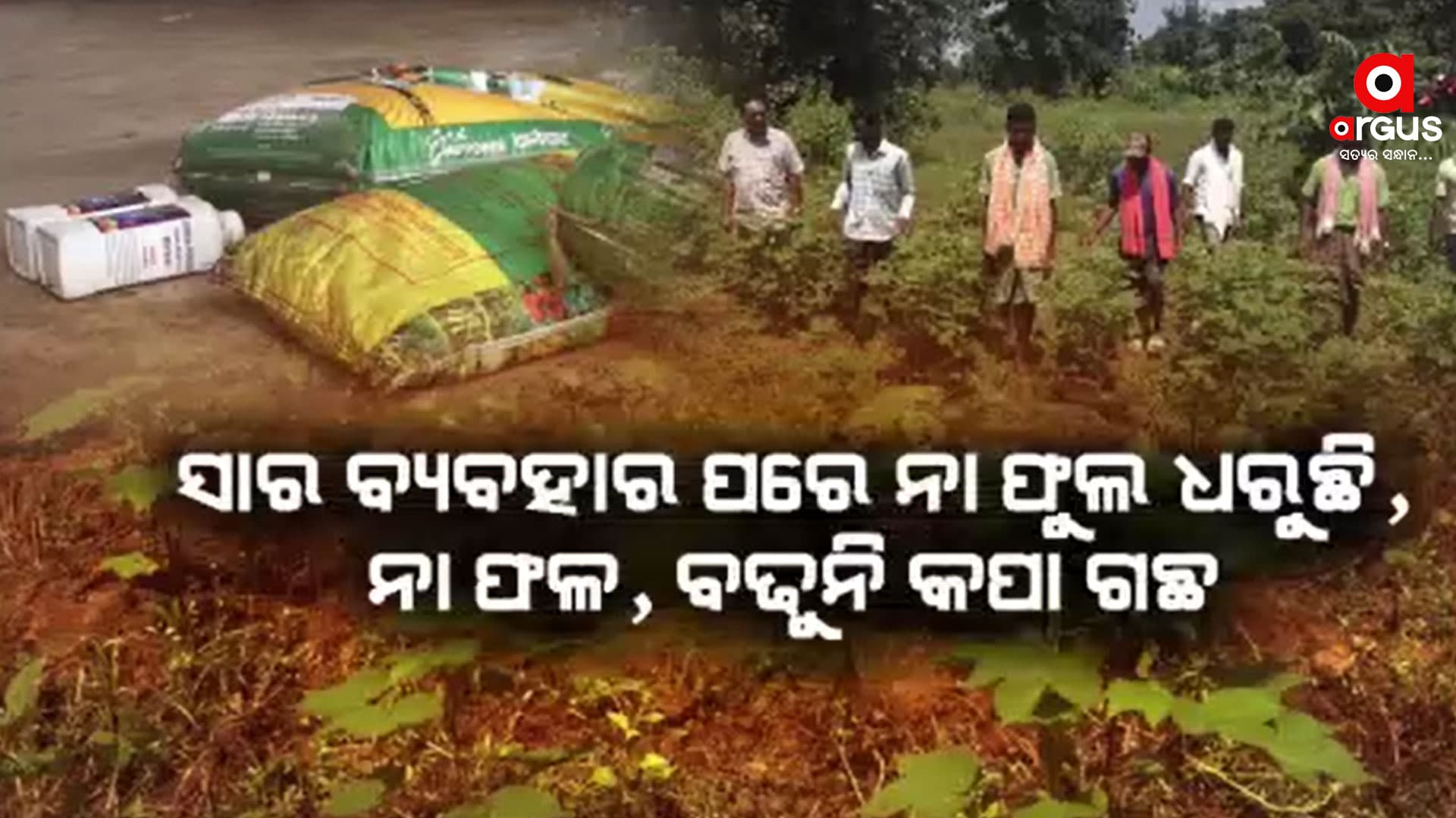 ଜୈବିକ ସାର ନାଁରେ କପା ଚାଷୀଙ୍କୁ ବଡ଼ ଧୋକା