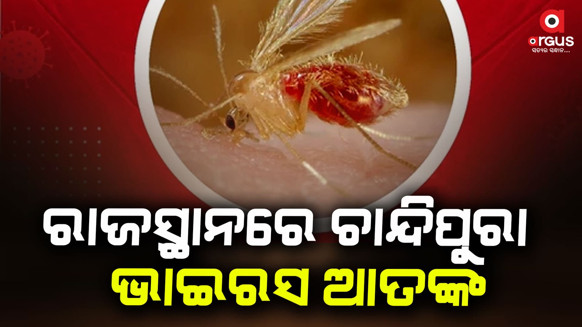 ଗୁଜରାଟ ପରେ ରାଜସ୍ଥାନରେ ଚାନ୍ଦିପୁରା ଭାଇରସ ଆତଙ୍କ
