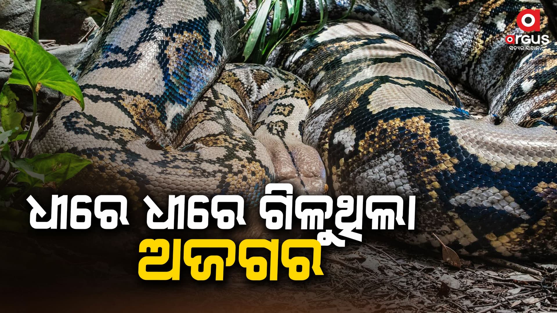 ବ୍ୟକ୍ତିଙ୍କ ଶରୀରରେ ଗୁଡ଼ାଇ ହୋଇ ଗିଳିବାକୁ ଉଦ୍ୟମ କରୁଥିଲା ଅଜଗର