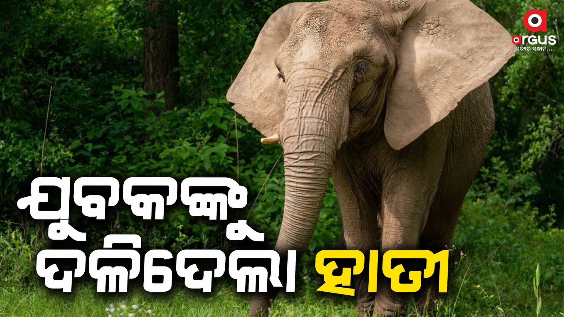 ହାତୀ ଆକ୍ରମଣରେ ଯୁବକଙ୍କ ମୃତ୍ୟୁ