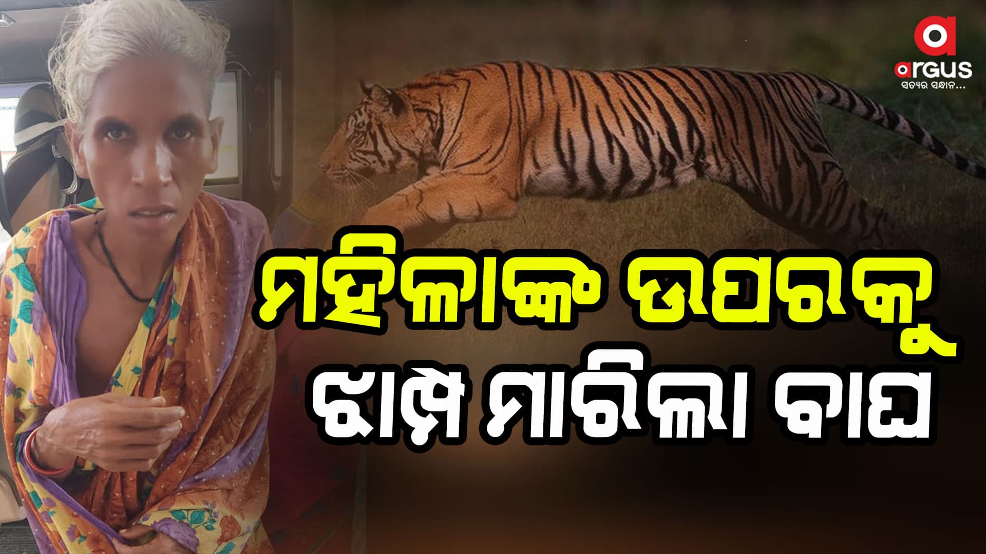 ବାଘ ଆକ୍ରମଣରେ ମହିଳା ଗୁରୁତର