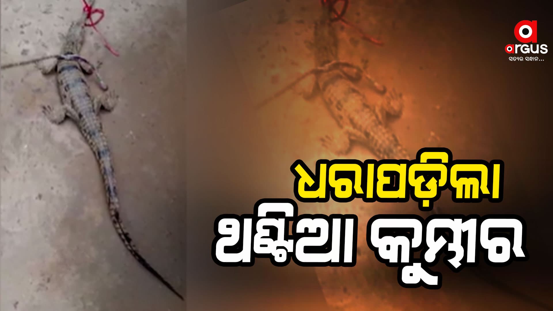 ଲୁଣାନଦୀରୁ ଗୋଟିଏ ଥଣ୍ଟିଆ କୁମ୍ଭୀର ଛୁଆ ଉଦ୍ଧାର