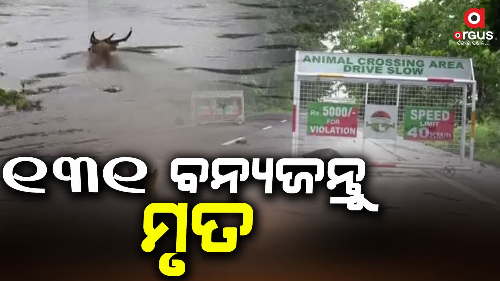 ଆସାମ ବନ୍ୟା, 131 ବନ୍ୟଜନ୍ତୁଙ୍କର ମୃତ୍ୟୁ