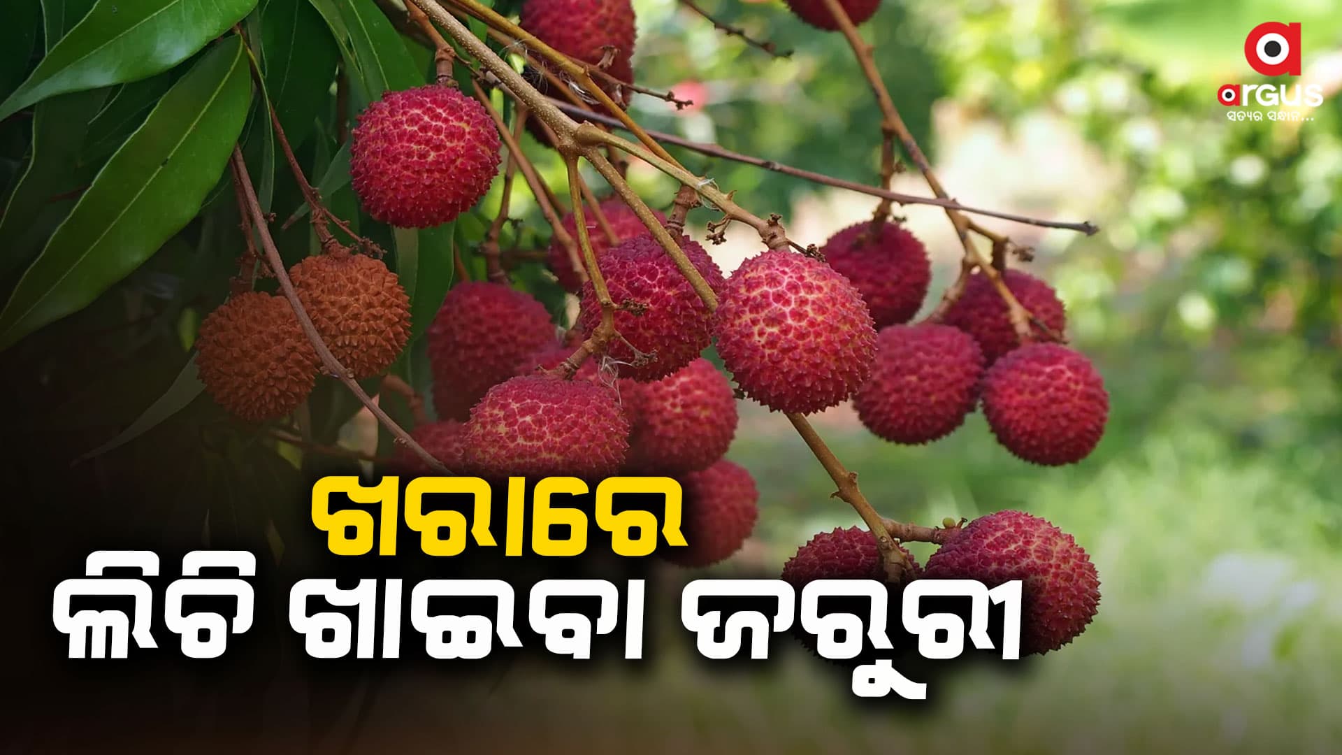 ଖରାଦିନେ ଲିଚୁ ଖାଇବା କେତେ ଜରୁରୀ ?