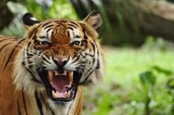 RBT Kills Calf In Rayagda Village