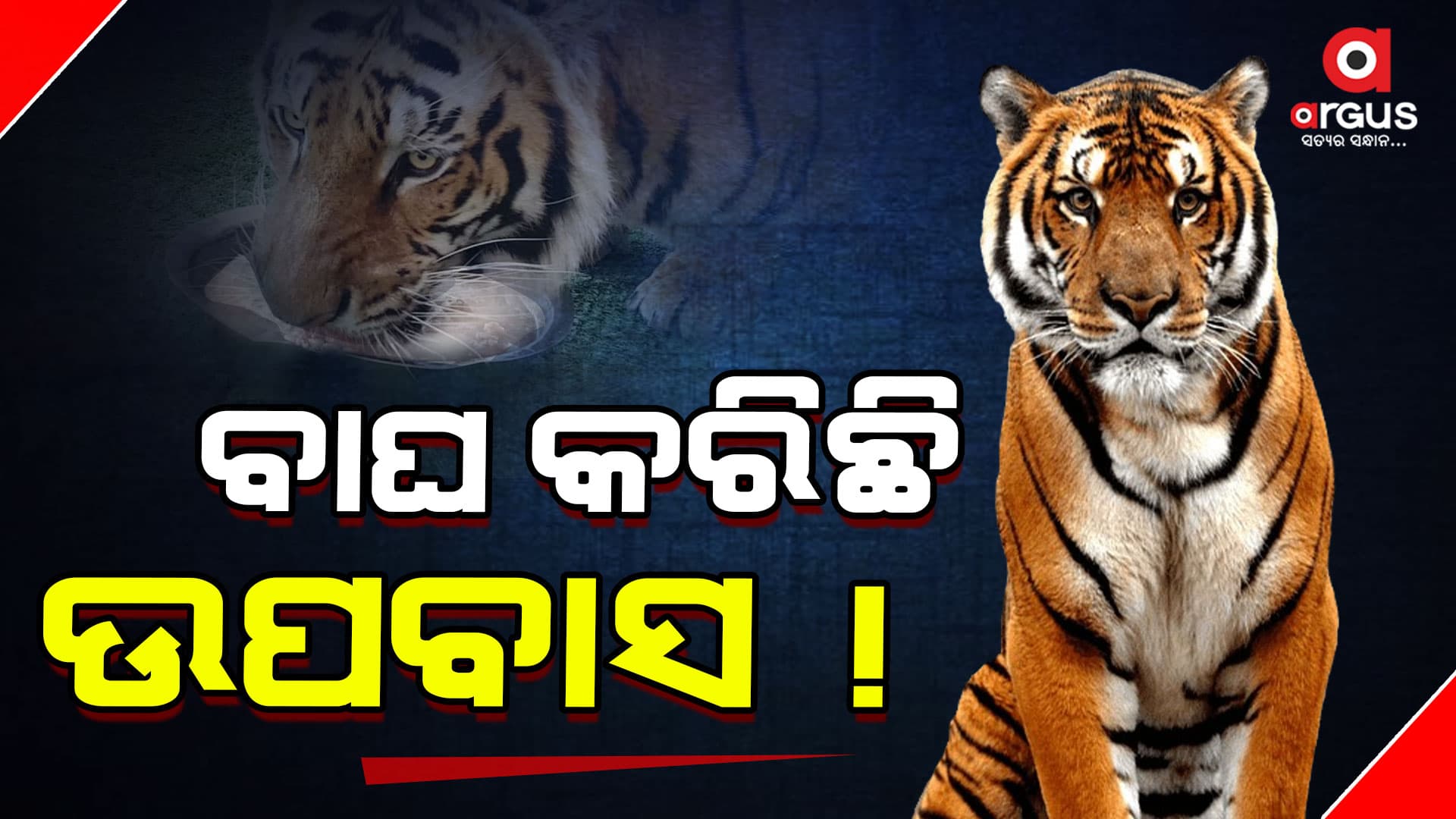 ନବରାତ୍ରୀରେ ଉପବାସ ରଖିଛି ବାଘ