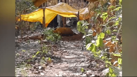 Leopard Found Dead In Rairakhol Jungle