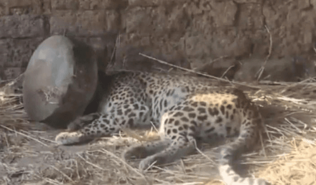 Maharashtra: Leopard Spends 5 Hours With Head Stuck In Metal Pot, Rescued Later