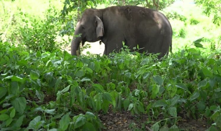 ହାତୀ ଆକ୍ରମଣରେ ବୃଦ୍ଧାଙ୍କ ମୃତ୍ୟୁ