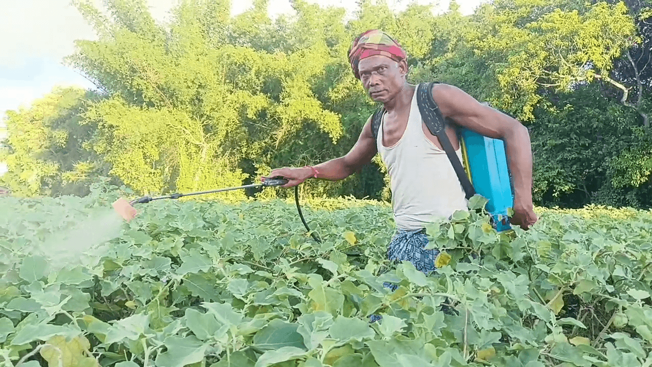ସଫଳ ଚାଷୀ ସନ୍ତୋଷ,ଲିଜରେ ଜମି ଆଣି,ରୋଜଗାର କରୁଛନ୍ତି ଲକ୍ଷଲକ୍ଷ ଟଙ୍କା