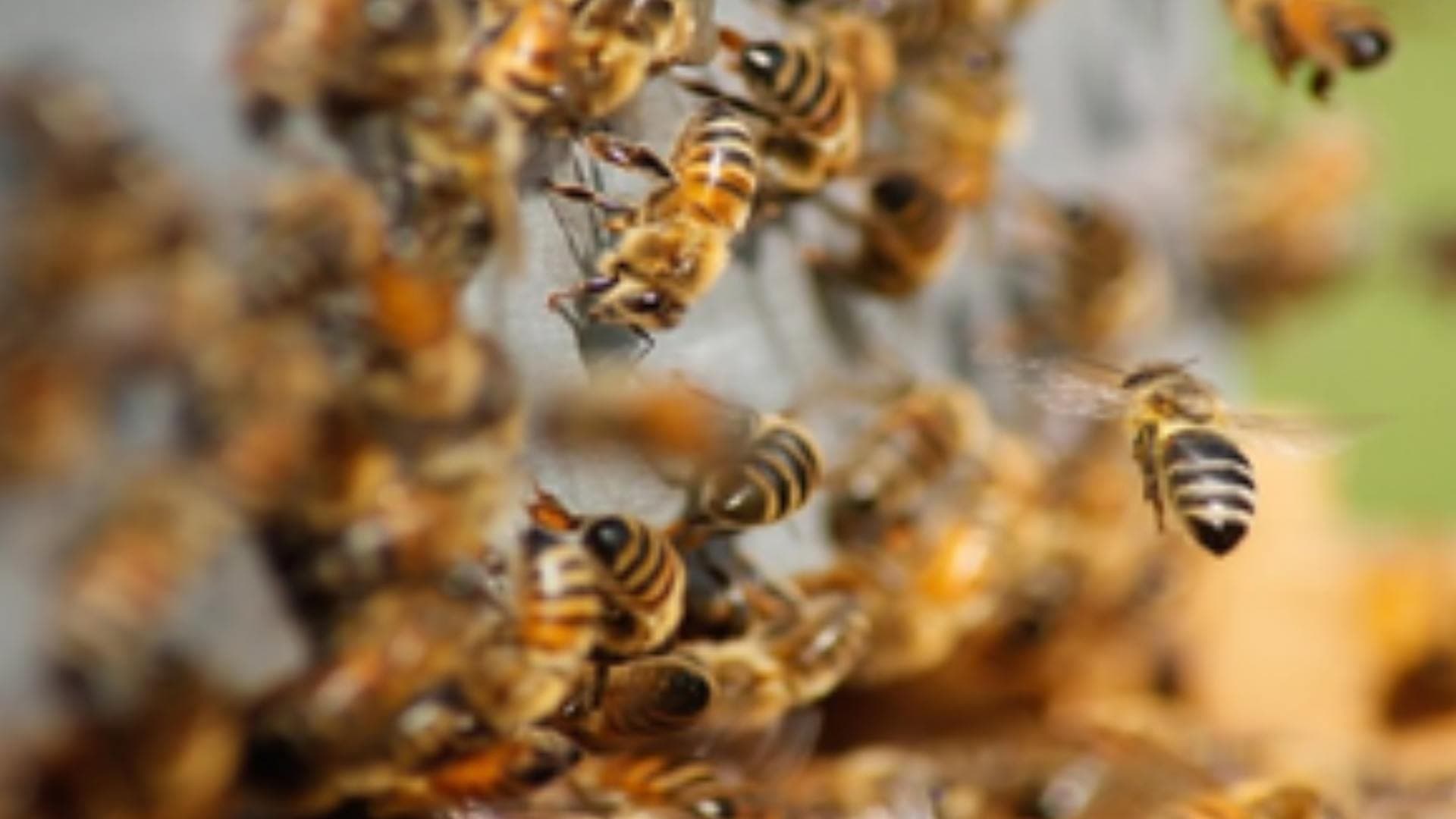 One Killed, Many Injured In Bee Attack In UP’s Etawah